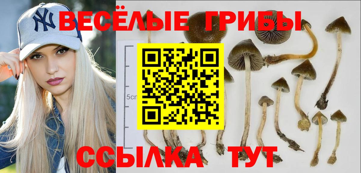 Псилоцибиновые грибы Magic Shrooms Карачаевск